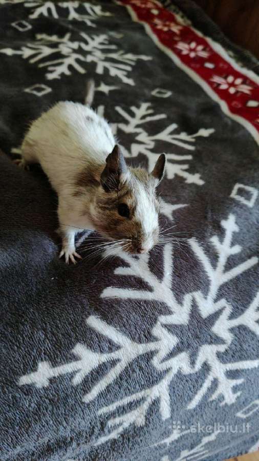 Parduodam degu su narve - nuotraukos Nr. 7
