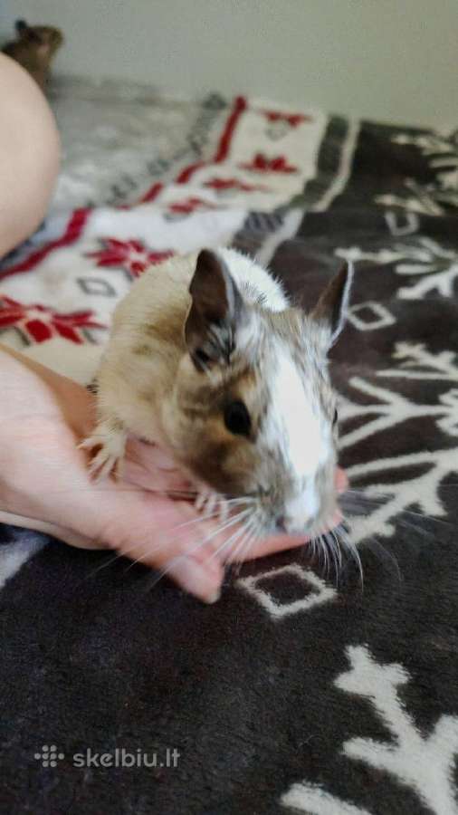 Parduodam degu su narve - nuotraukos Nr. 8