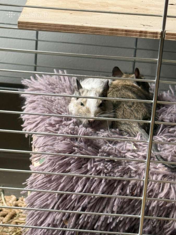 Parduodam degu su narve - nuotraukos Nr. 9