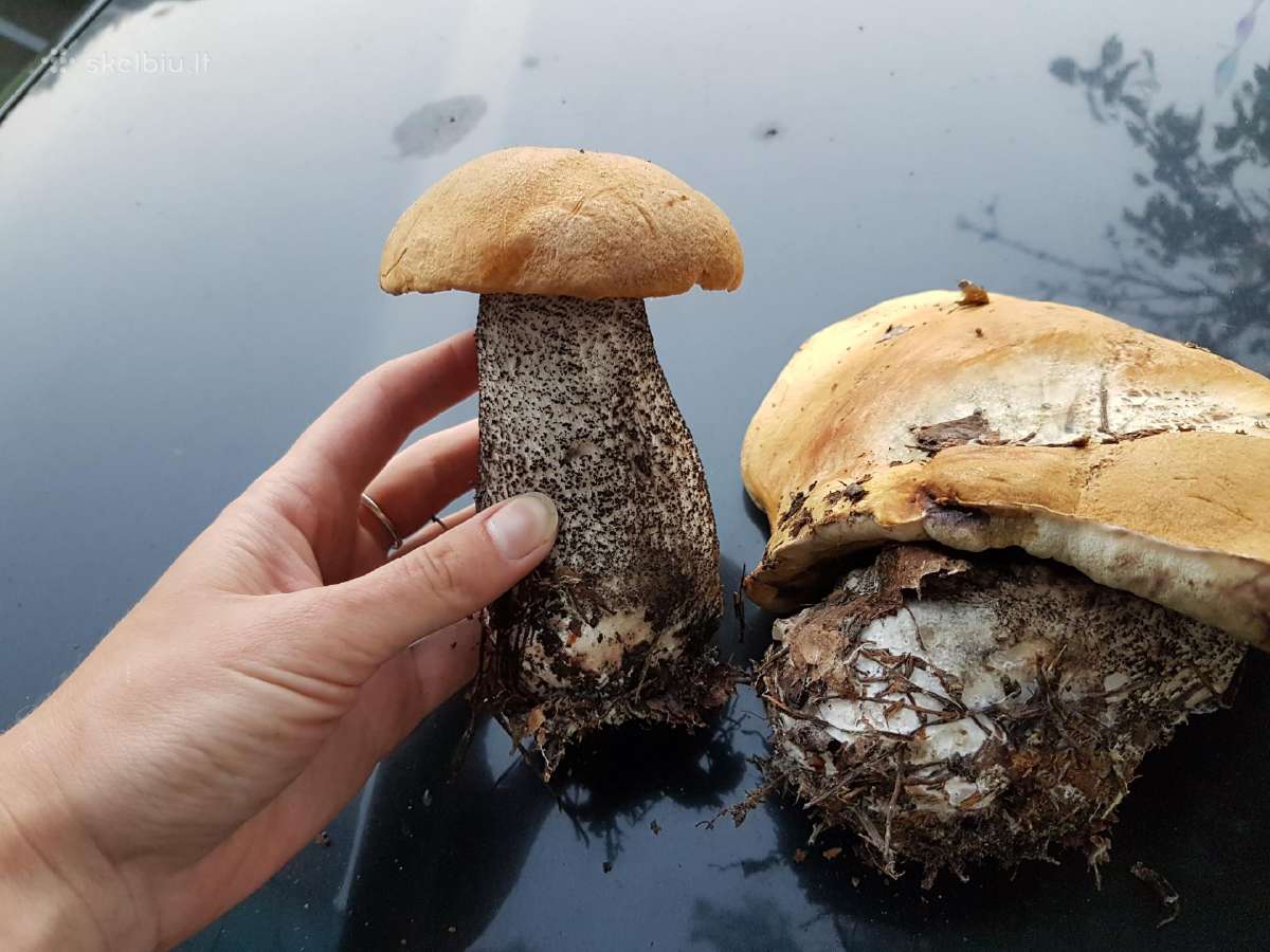 Parduodama sodyba ant uosio ezero kranto - nuotraukos Nr. 14