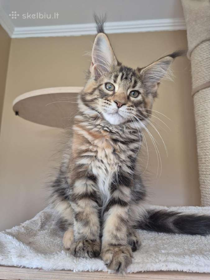 Mainecoon f22 - nuotraukos Nr. 2