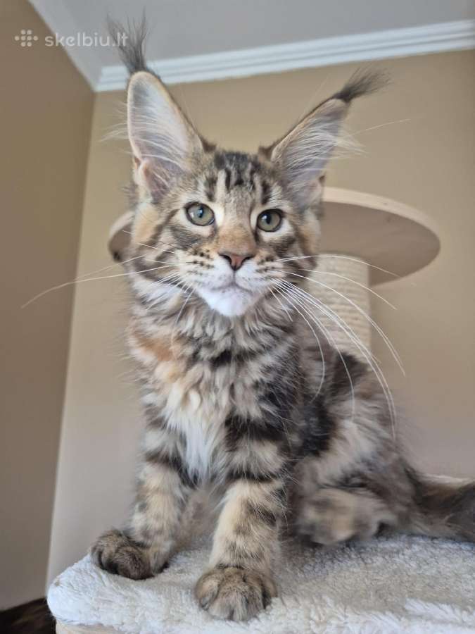 Mainecoon f22 - nuotraukos Nr. 3