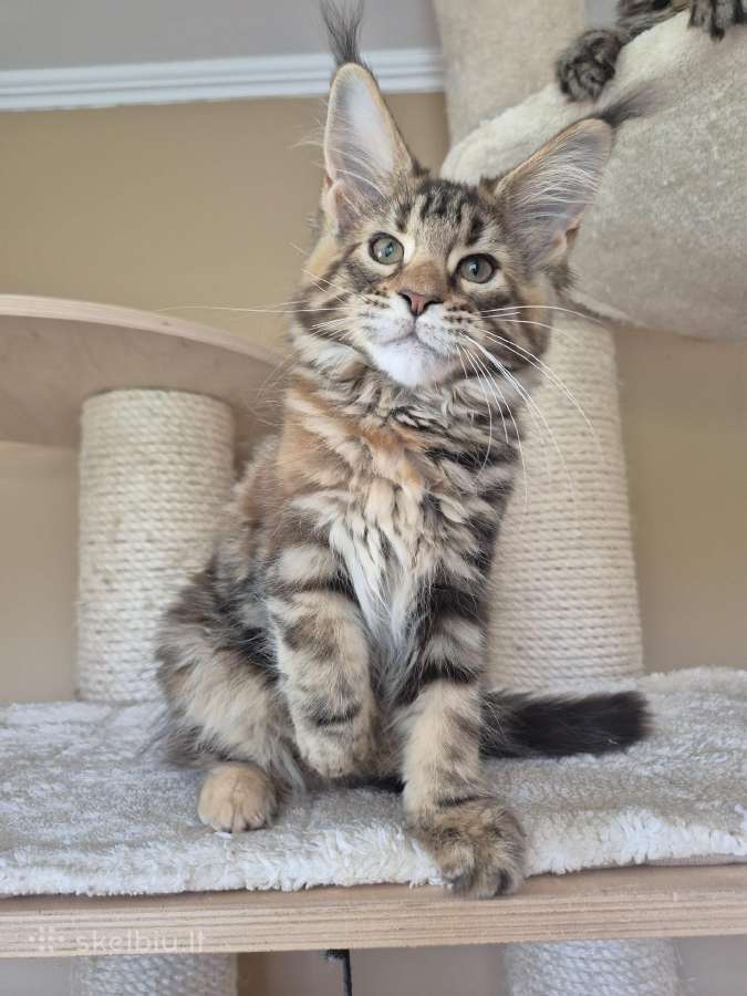 Mainecoon f22 - nuotraukos Nr. 4