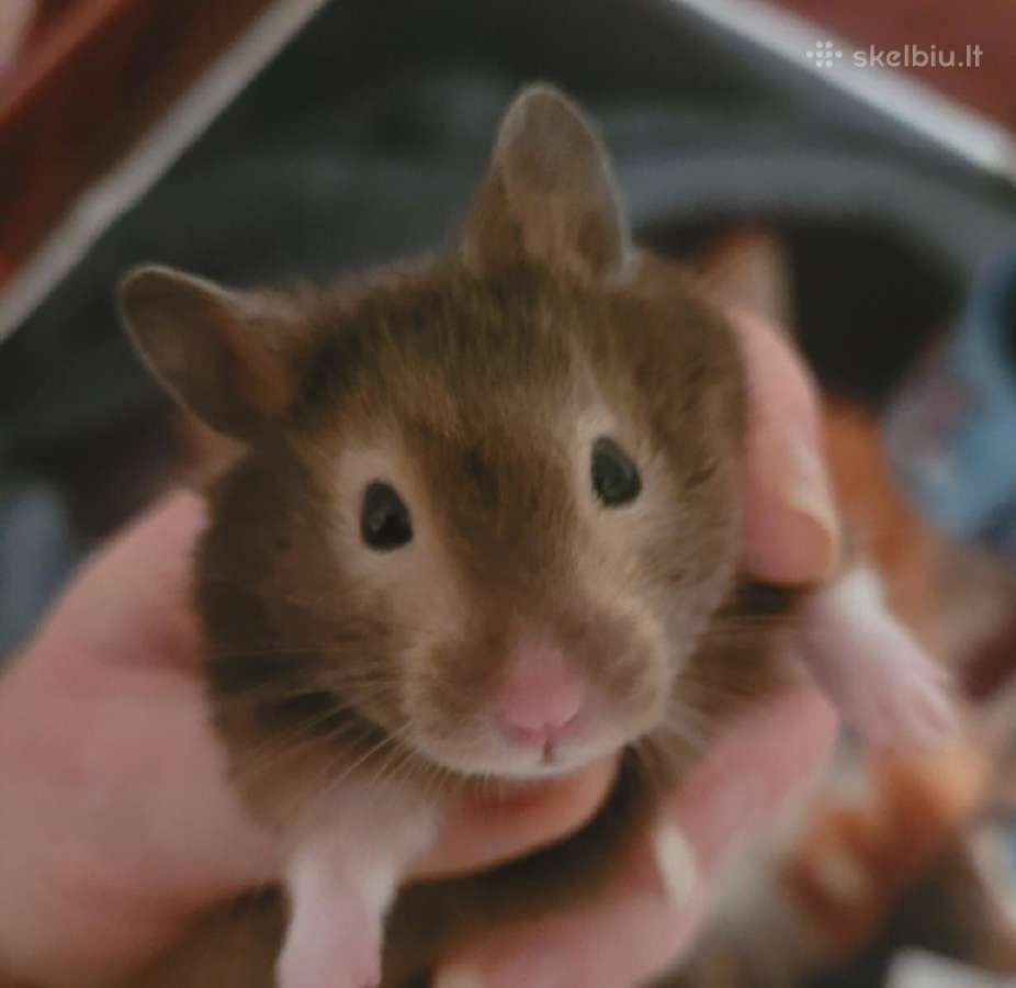 Parduodu Sirijos žiurkėna - nuotraukos Nr. 4
