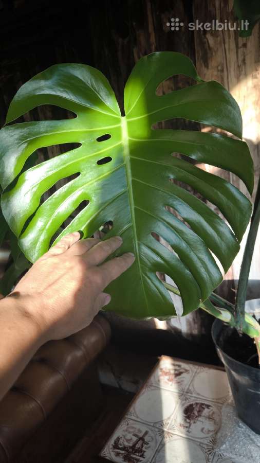 Didzialape monstera deliciosa - nuotraukos Nr. 2