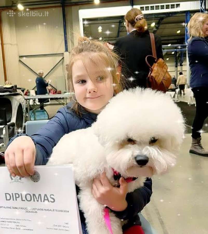 Garbanotieji bišonai su kilmės dokumentais - nuotraukos Nr. 2