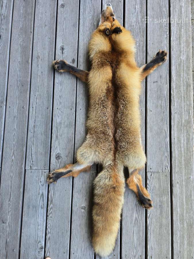 Lapės kailis - nuotraukos Nr. 2