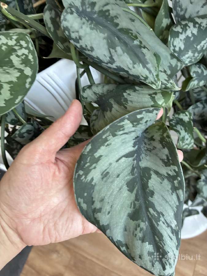 Didelis Scindapsus Pictus augalas - nuotraukos Nr. 2