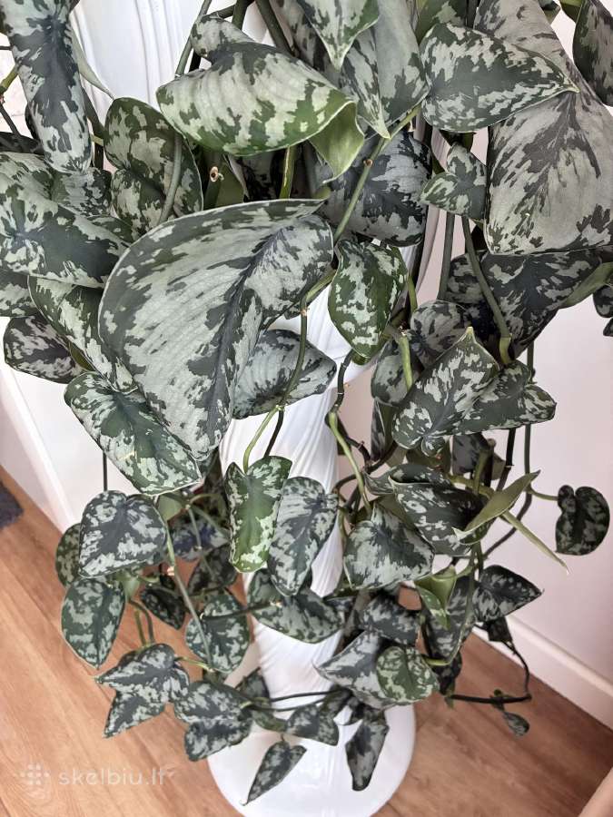 Didelis Scindapsus Pictus augalas - nuotraukos Nr. 3