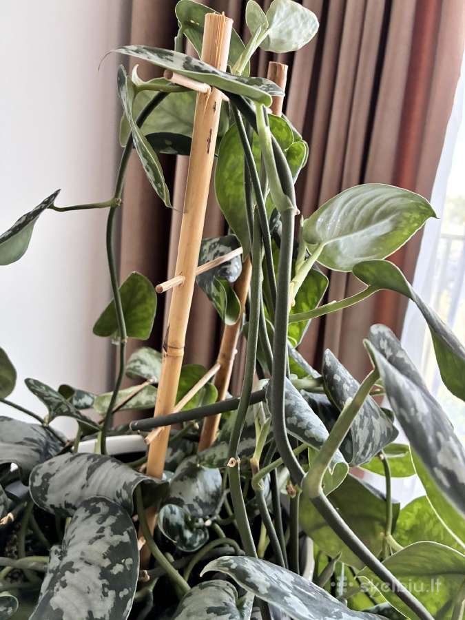 Didelis Scindapsus Pictus augalas - nuotraukos Nr. 4