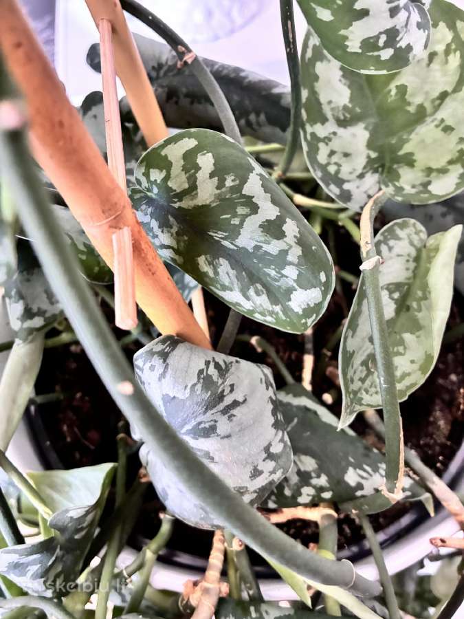 Didelis Scindapsus Pictus augalas - nuotraukos Nr. 5