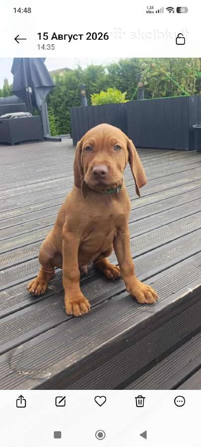 Vizsla Šuniukai pasiruošę keliauti į naujus namus - nuotraukos Nr. 32