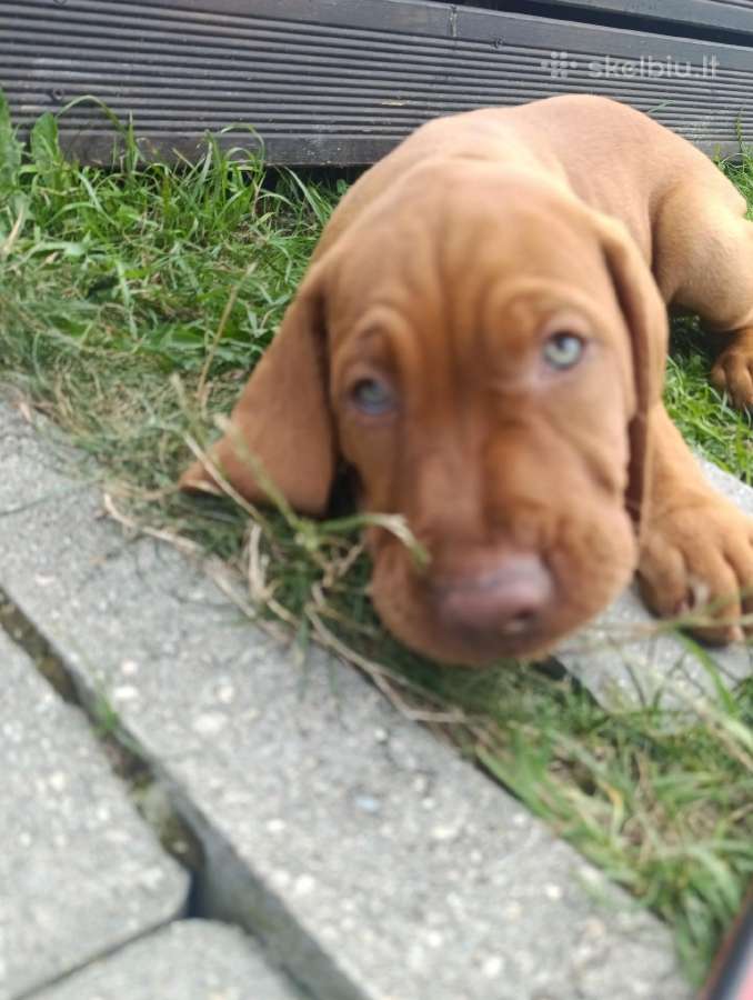 Vizsla Šuniukai pasiruošę keliauti į naujus namus - nuotraukos Nr. 33