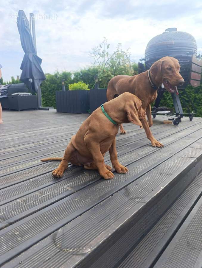 Vizsla Šuniukai pasiruošę keliauti į naujus namus - nuotraukos Nr. 34