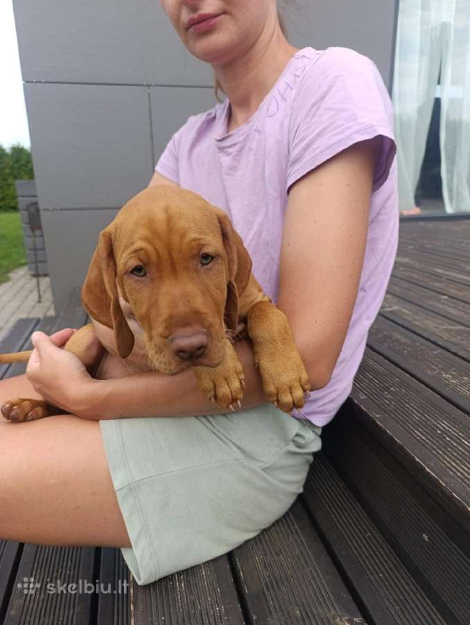 Vizsla Šuniukai pasiruošę keliauti į naujus namus - nuotraukos Nr. 3