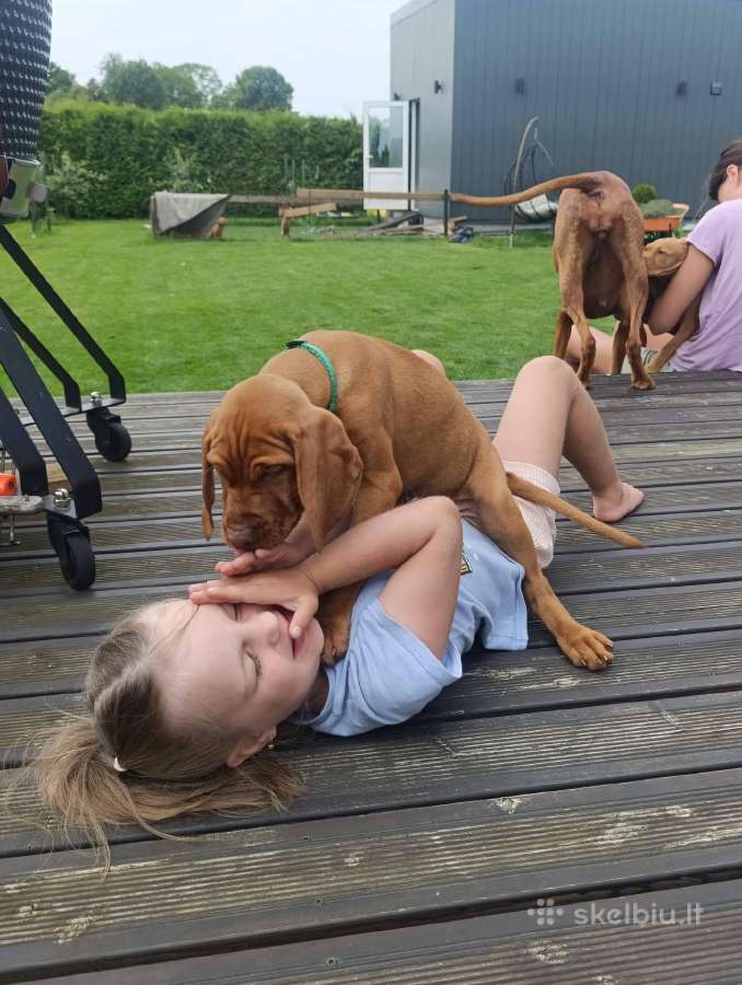 Vizsla Šuniukai pasiruošę keliauti į naujus namus - nuotraukos Nr. 4