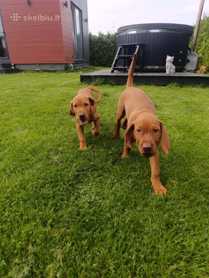 Vizsla Šuniukai pasiruošę keliauti į naujus namus - nuotraukos Nr. 2