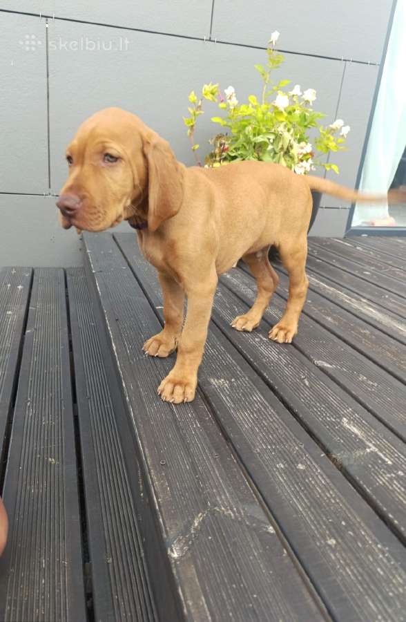 Vizsla Šuniukai pasiruošę keliauti į naujus namus - nuotraukos Nr. 35