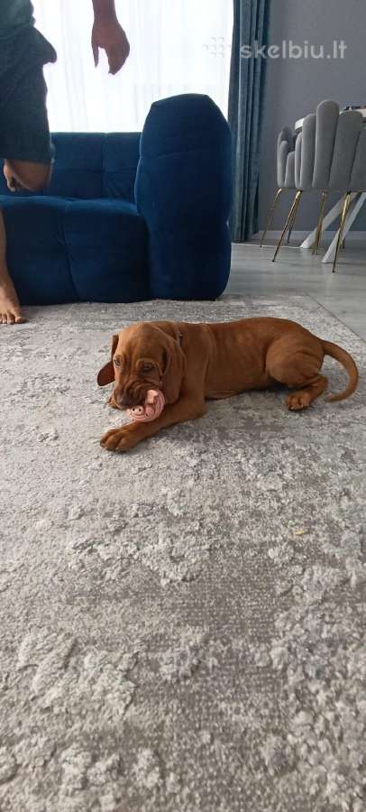 Vizsla Šuniukai pasiruošę keliauti į naujus namus - nuotraukos Nr. 36