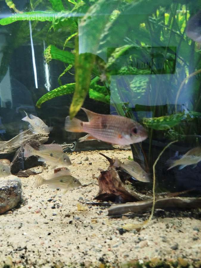 Parduodu Aequidens diadema - nuotraukos Nr. 2