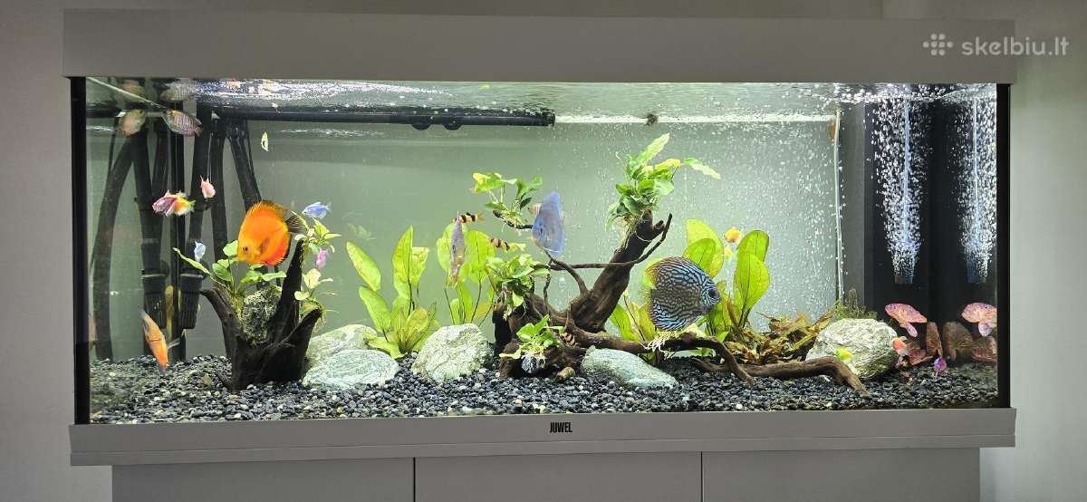 Atiduodu Juwel akvariumą - nuotraukos Nr. 2