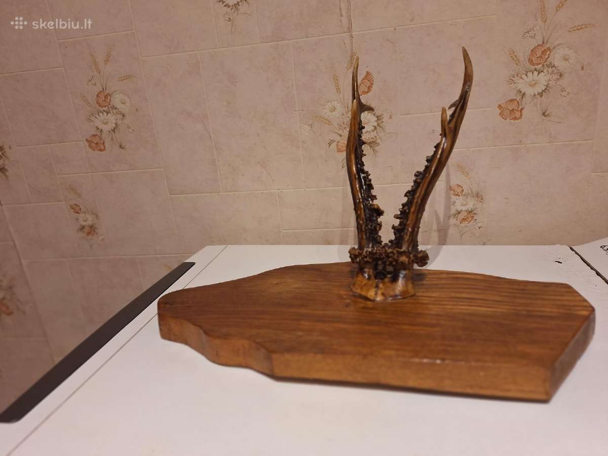 Stirnino ragų pora ant medinio stovo - nuotraukos Nr. 2