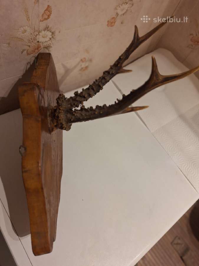 Stirnino ragų pora ant medinio stovo - nuotraukos Nr. 3