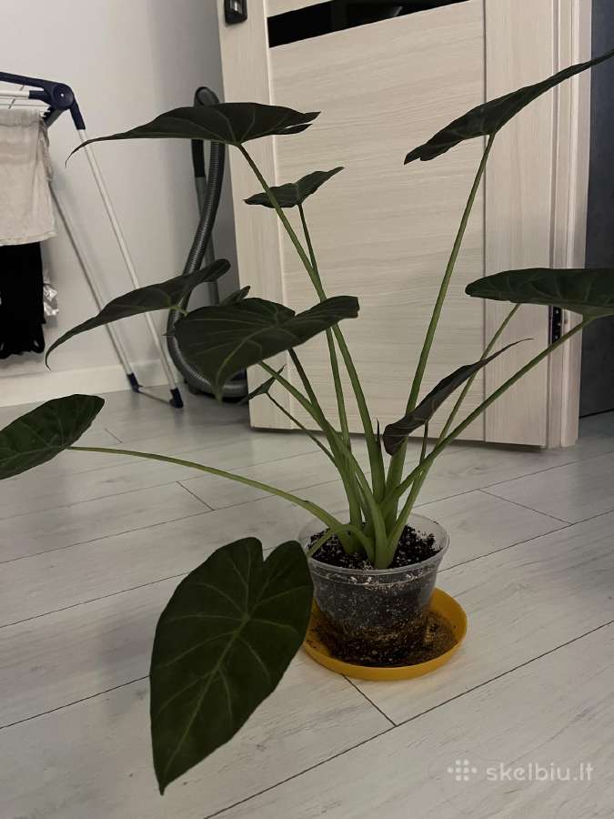 Alocasia Regal Shields - nuotraukos Nr. 2