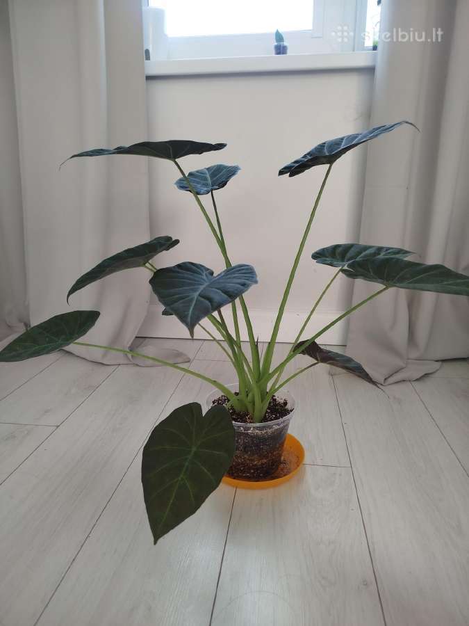 Alocasia Regal Shields - nuotraukos Nr. 2