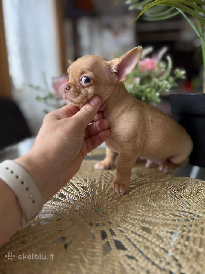 Chihuahua šuniukai - nuotraukos Nr. 2