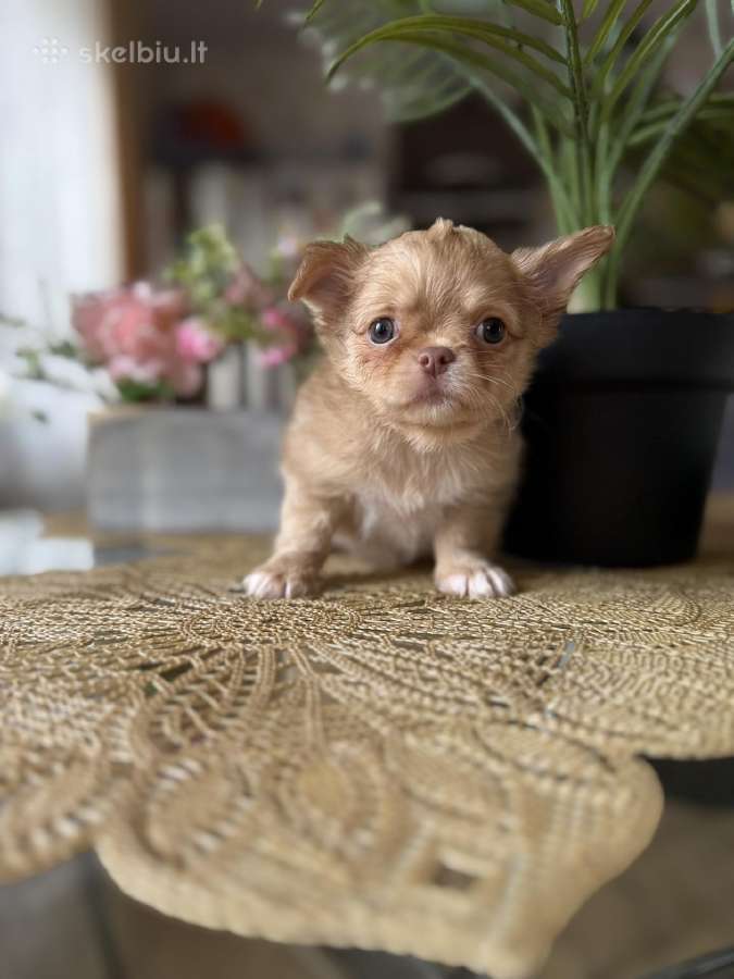 Chihuahua šuniukai - nuotraukos Nr. 3