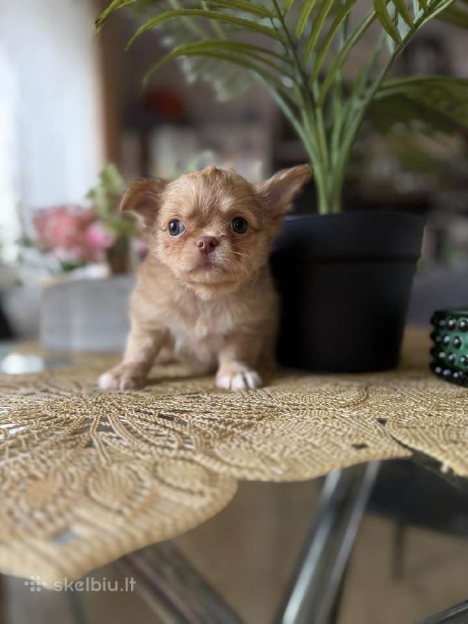 Chihuahua šuniukai - nuotraukos Nr. 4