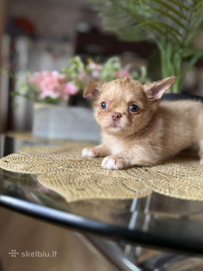 Chihuahua šuniukai - nuotraukos Nr. 5
