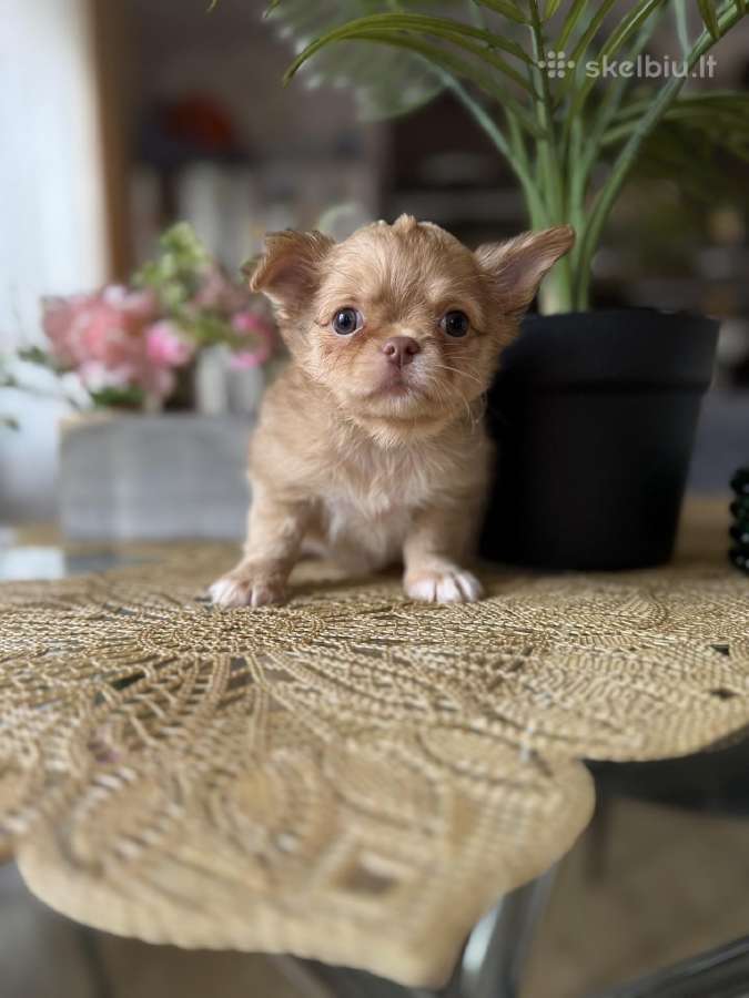 Chihuahua šuniukai - nuotraukos Nr. 6