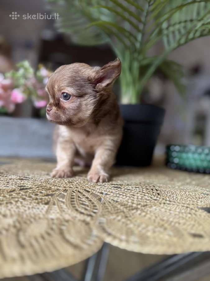 Chihuahua šuniukai - nuotraukos Nr. 7
