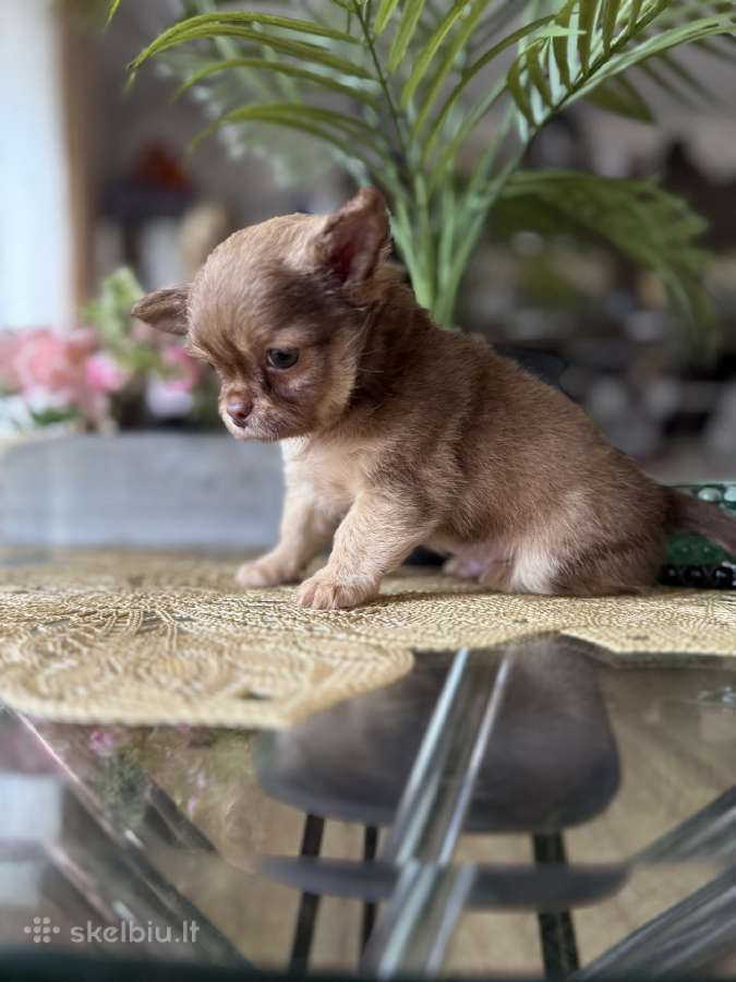 Chihuahua šuniukai - nuotraukos Nr. 8