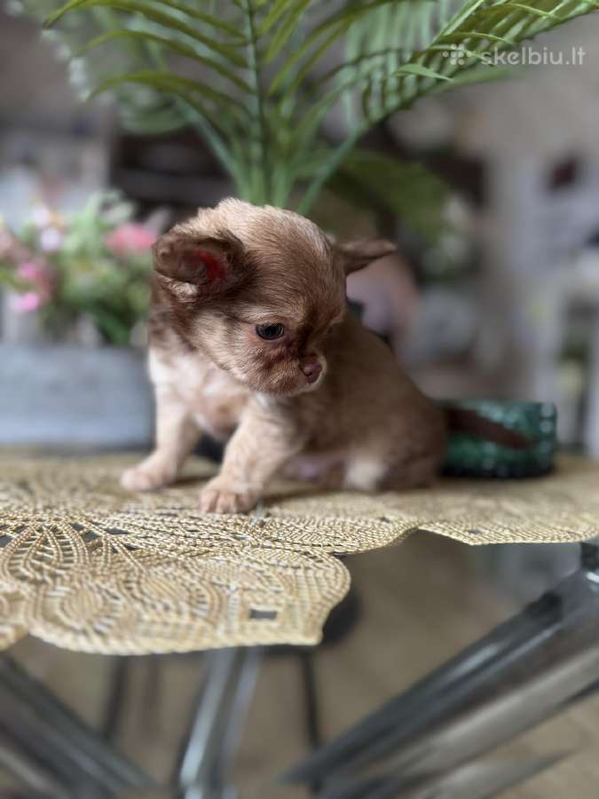 Chihuahua šuniukai - nuotraukos Nr. 9