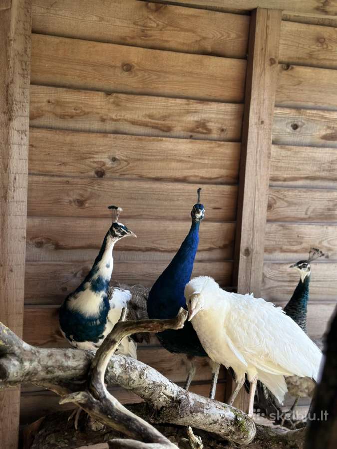 Veisliniai paukščiai - nuotraukos Nr. 4