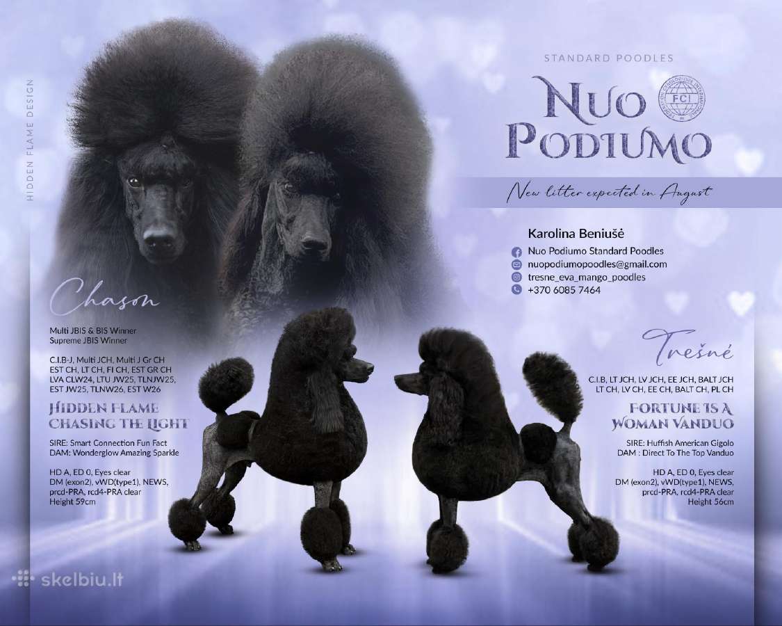 Didieji pudeliai - nuotraukos Nr. 2