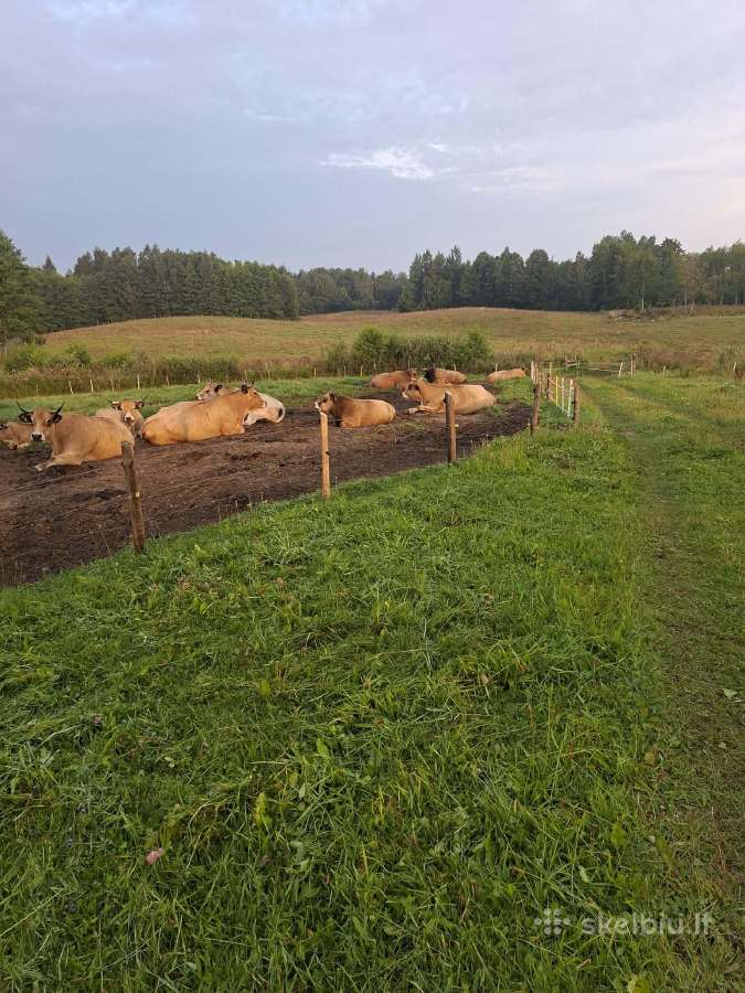 Parduoda grynaveislių Aubrakų banda 12vnt - nuotraukos Nr. 2