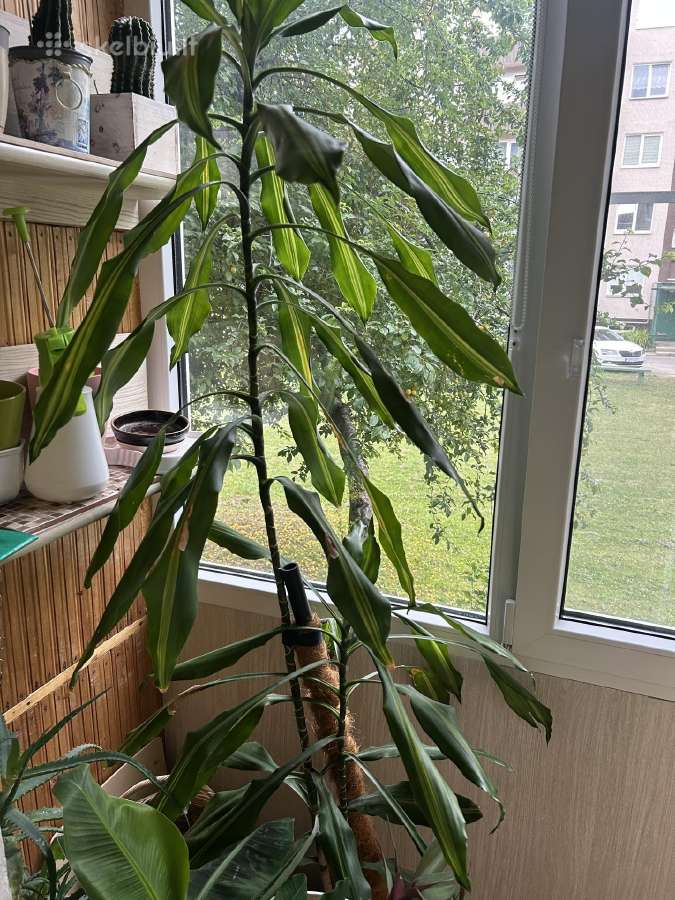 Dovanojami kambariniai augalai - nuotraukos Nr. 3