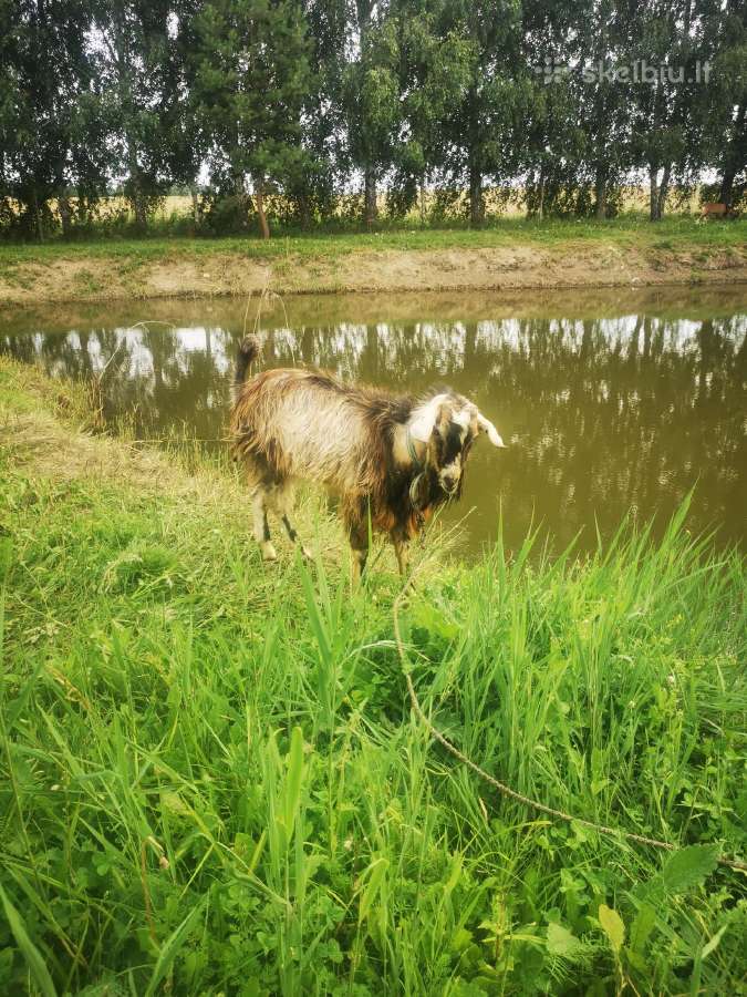 Parduodu ožy yra du beragis ir su ragais. - nuotraukos Nr. 2