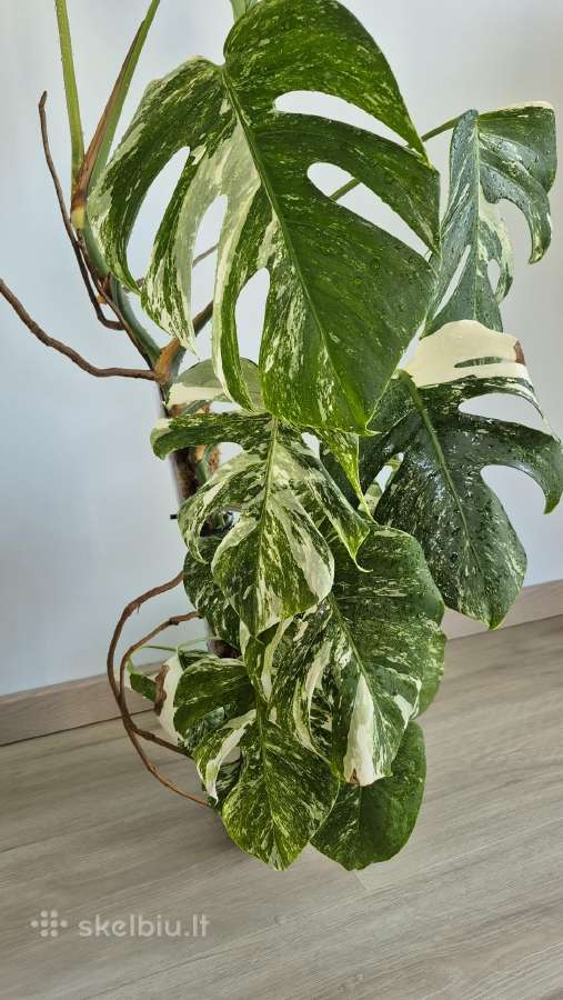 Monstera albo variegata - nuotraukos Nr. 2