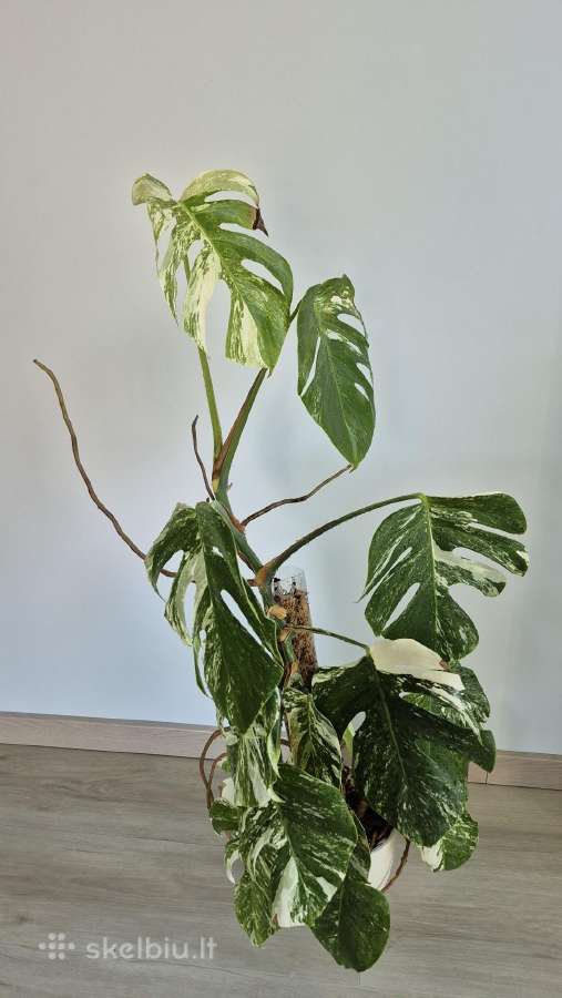 Monstera albo variegata - nuotraukos Nr. 3