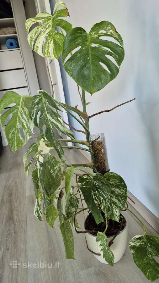 Monstera albo variegata - nuotraukos Nr. 4