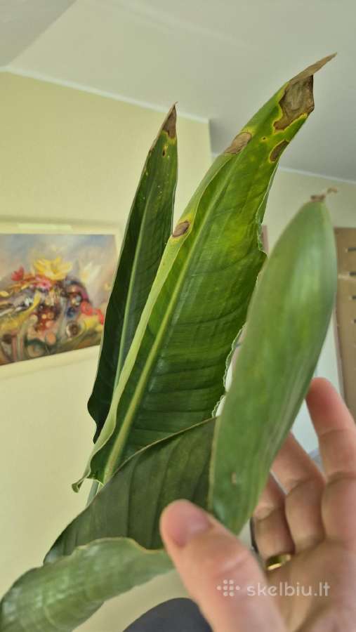 Strelitzia Reginae variegata labai retas augalas - nuotraukos Nr. 3