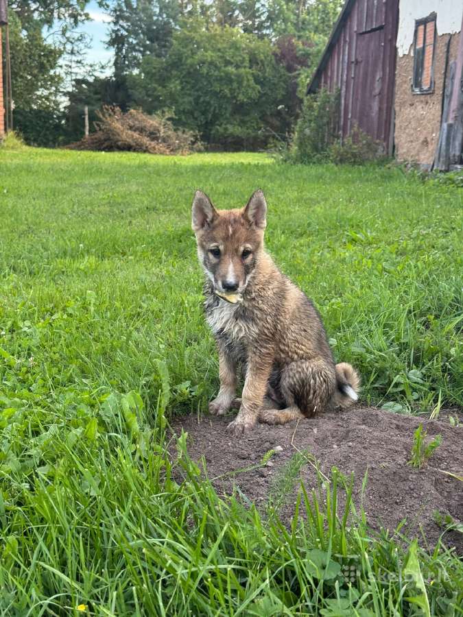 Parduodu Vakarų Sibiro Laikos Šuniukus - nuotraukos Nr. 2