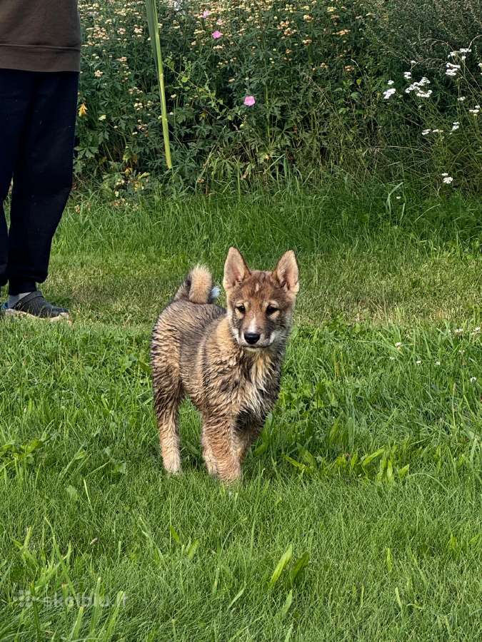 Parduodu Vakarų Sibiro Laikos Šuniukus - nuotraukos Nr. 5
