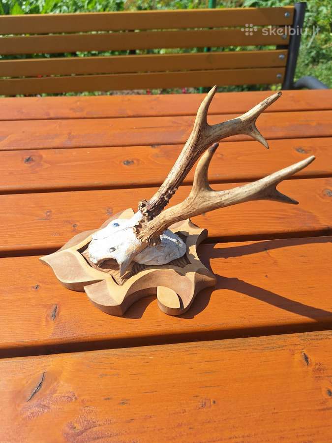 Trofėjiniai ragai su kakta - nuotraukos Nr. 3