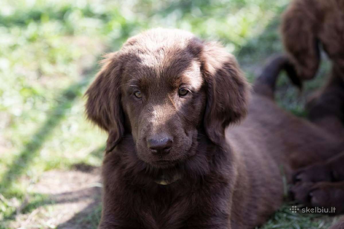 Lygiaplaukiai ir Labradoro retriveriai- Gojus - nuotraukos Nr. 4